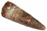 Fossil Spinosaurus Tooth - Real Dinosaur Tooth #286722-1